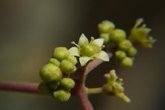 Ziziphus rugosa